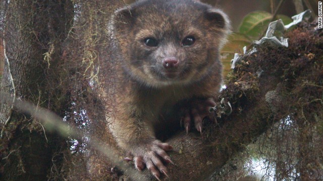 オリンギートはアライグマ科の最小種