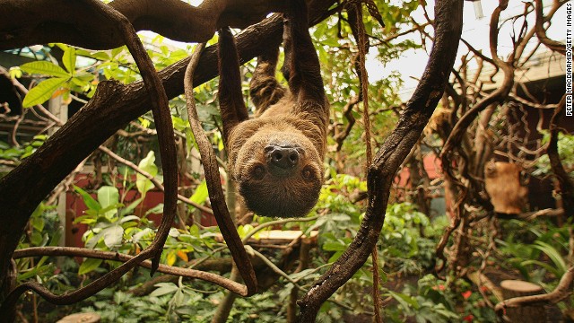 ナマケモノ、体の表面に藻が生えるほど、ゆっくりとした動作が特徴だ