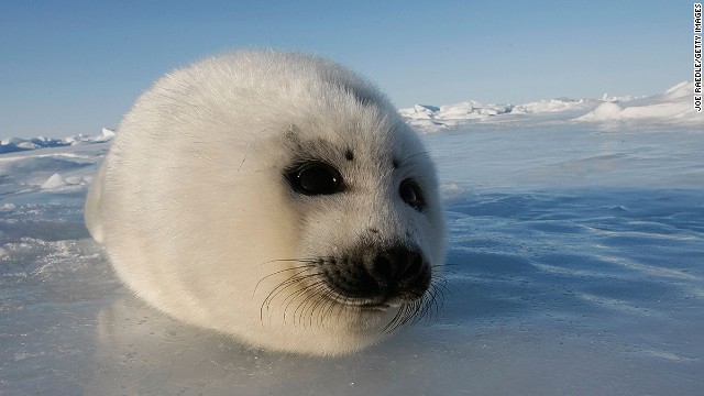 Cnn Co Jp 写真特集 世界一 かわいい 動物 1 15