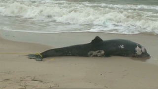 米東海岸でイルカが大量死
