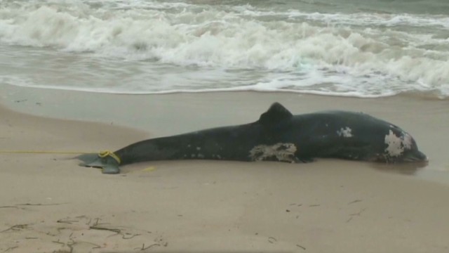 米東海岸でイルカが大量死