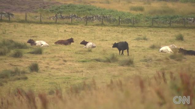 広大な敷地で飼育される牛