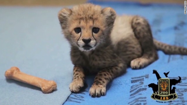 Cnn Co Jp チーターの赤ちゃん 子犬が遊び相手に 米ダラス動物園 Cnn Co Jp チーターの赤ちゃん 子犬が遊び相手に 米ダラス動物園