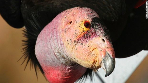 北米最大の陸鳥「カリフォルニアコンドル」は、容姿ではなく頭脳で勝負だ