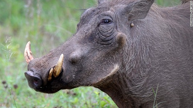 Cnn Co Jp 写真特集 世界で最も醜い動物 4 10