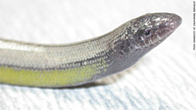 CNN.co.jp : ヘビのようなトカゲ新種、米空港で発見 - (2/2)
