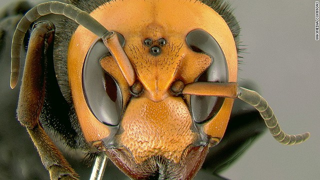 中国でスズメバチに刺される被害が多発。人を襲ったスズメバチの中には世界最大種のオオスズメバチが含まれている可能性もある