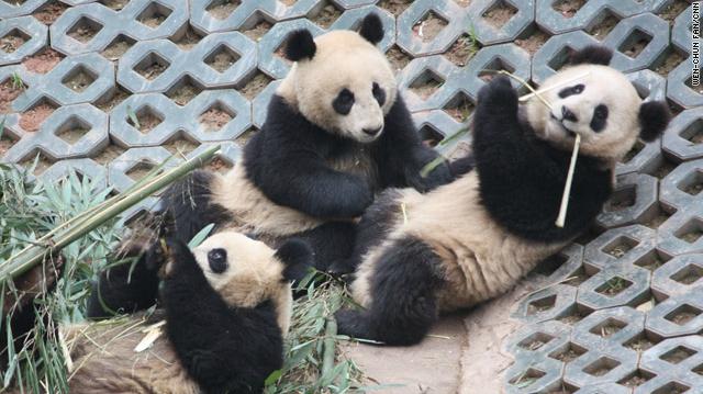 たとえ米国で生まれたパンダでも所有権は中国にある