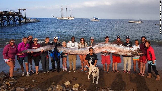 巨大な深海魚リュウグウノツカイの死骸を発見　写真提供＝Catalina Island Marine Institute
