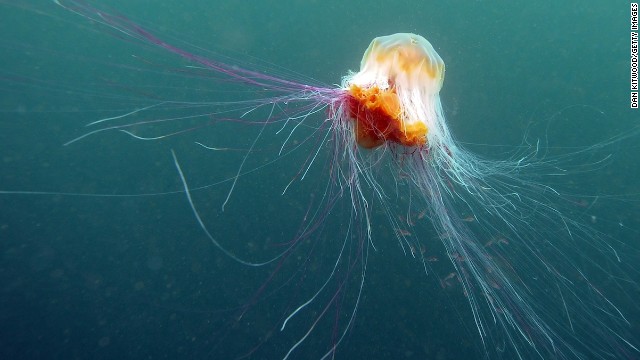 各地の海でクラゲが大量発生しているという