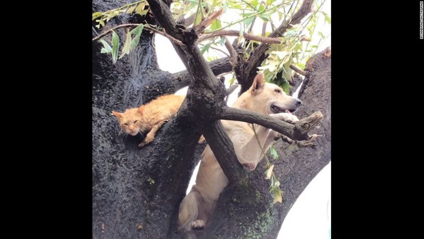 Cnn Co Jp フィリピン台風 木にしがみついた犬とネコ助かる Cnn Co Jp フィリピン台風 木にしがみついた犬とネコ助かる