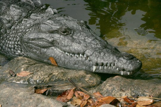 ワニが「道具」を使って狩りをすることがわかったという＝米国立公園局提供