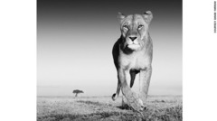 「The Prize」　ケニア・アンボセリで撮影　写真提供＝David Yarrow