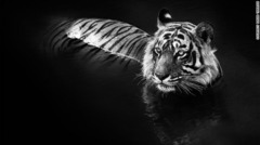 「The Killer」　インド・ランタンボール国立公園で撮影　写真提供＝David Yarrow