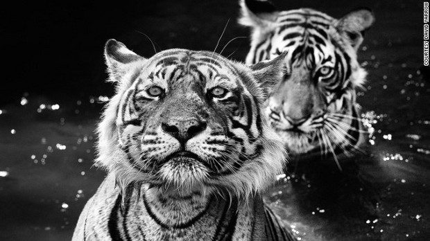 「The Jungle Book Stories」 インドで撮影 写真提供=David Yarrow