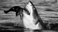 「Jaws」　南アフリカ・フォルス湾で撮影　写真提供＝David Yarrow