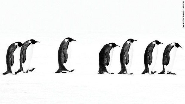 「The Long March」　南極・スノー・ヒル島で撮影　写真提供＝David Yarrow