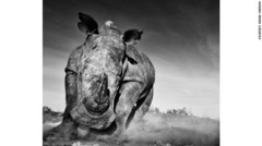 「Charge」　ケニア・レワで撮影　写真提供＝David Yarrow