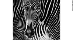 「The Puzzle」　ケニア・レワで撮影　写真提供＝David Yarrow