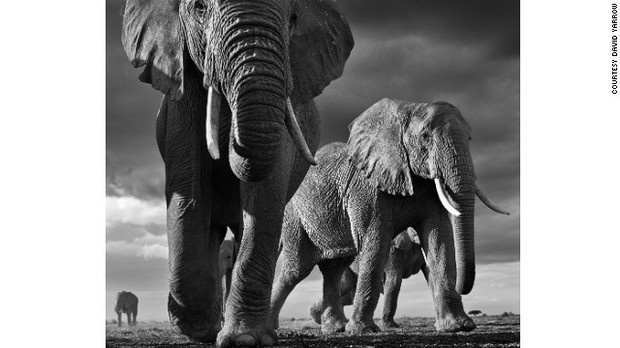 「Big」　ケニア・アンボセリで撮影　写真提供＝David Yarrow