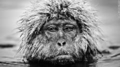 「Grumpy Monkey」　地獄谷野猿公苑で撮影　写真提供＝David Yarrow