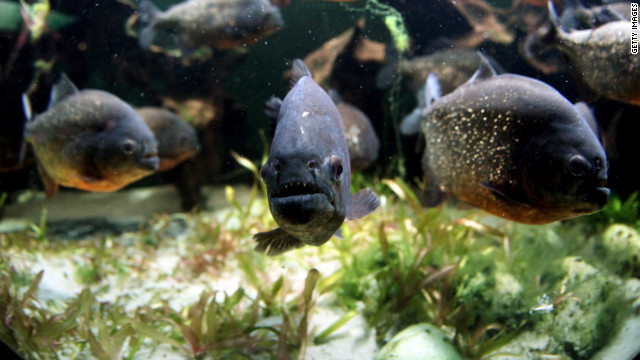 ロンドン動物園で２０１０年３月に撮影されたピラニア