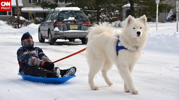 Cnn Co Jp 写真特集 大雪で大はしゃぎする犬たち 16 21