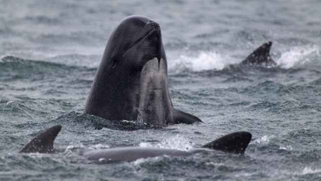 ヒレナガゴンドウ。発見された時点でうち１２頭が死んでいたという