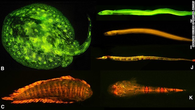 研究によれば、発光する色も魚の種類によってさまざまだという