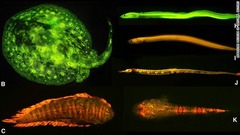 研究によれば、発光する色も魚の種類によってさまざまだという