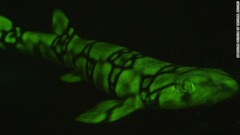 多くの魚が生物発光をしているという