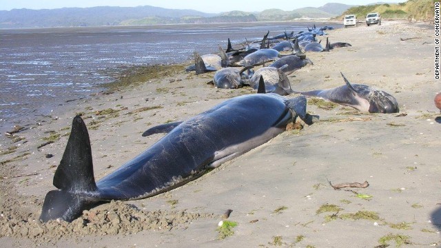 海岸に打ち上げられたクジラ＝Department of Conservation提供