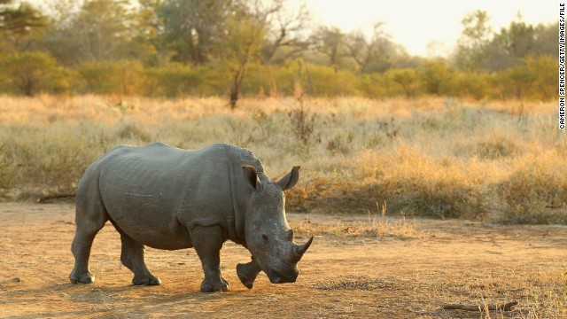 南アフリカで殺されたサイの数が１０００頭を超えたという