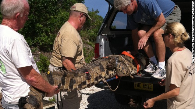 米フロリダ州が「ワニ対応官」を募集＝同州魚類野生生物保護委員会提供