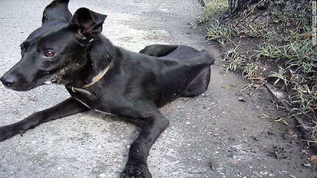 Cnn Co Jp ソチ当局が毒物で野犬狩り 愛犬家が救助活動 1 2 Cnn Co Jp ソチ当局が毒物で野犬狩り 愛犬家が救助活動 1 2