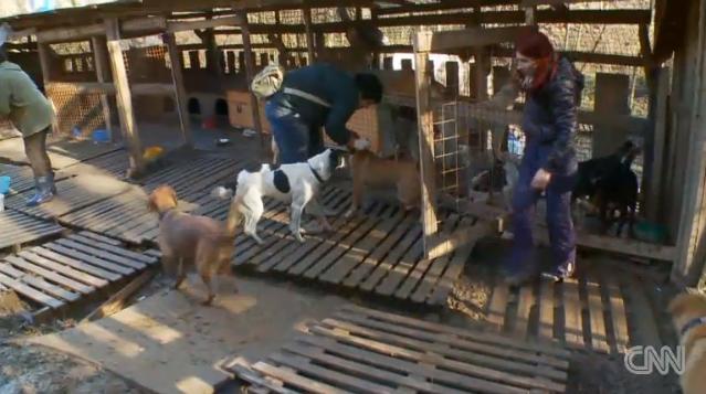 地元の愛犬家が保護施設を急きょ設営