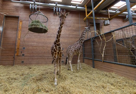 コペンハーゲンの動物園でのキリンの様子＝同園提供