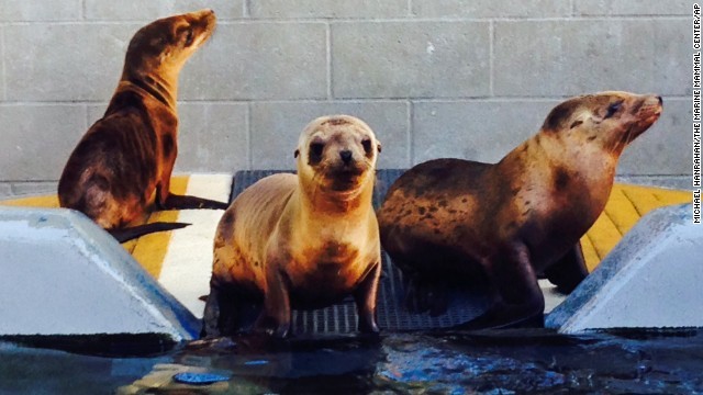 写真提供＝Marine Mammal Center