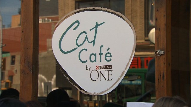 ニューヨークにオープンした猫カフェ