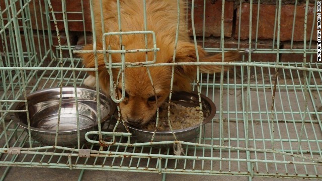 地元の動物愛護団体が数匹を保護＝YINCHUAN STRAY ANIMALS HOME提供