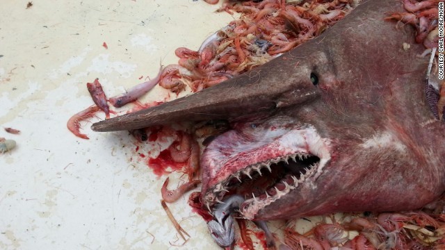 「なんと醜い」漁師も驚いた深海ザメ捕獲　米メキシコ湾