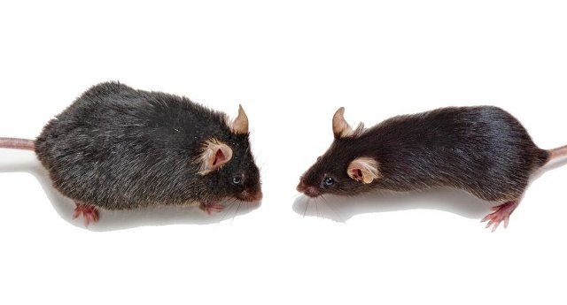 若いマウスの血液には年取ったマウスの脳などを若返らせる効果があるという＝Wyss-Coray lab/Stanord Universit提供