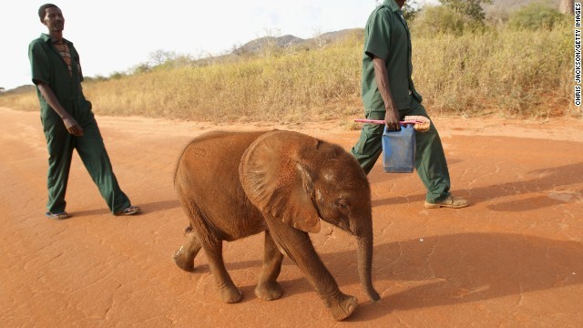 Cnn Co Jp 巨大な牙で人気のゾウ 密猟の犠牲に ケニア
