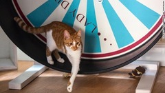 ロンドンにも猫カフェが登場＝LADY DINAH'S CAT EMPORIUM提供