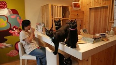 姫路の猫カフェ「ねこびやか」では黒猫がお待ちかね