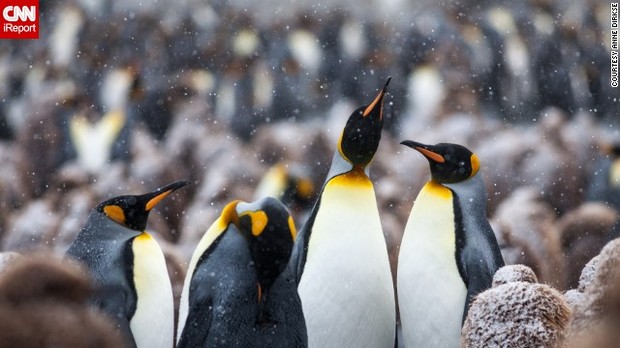 Cnn Co Jp 写真特集 世界の野生動物たち 5 53 Cnn Co Jp 写真特集 世界の野生動物たち 5 53
