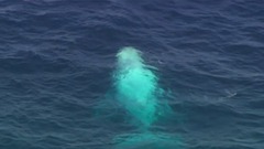 ザトウクジラの寿命は約９０年＝Seven Network Australia提供