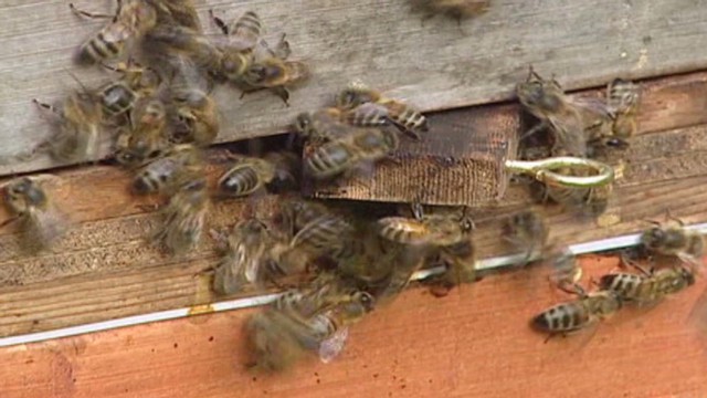 ミツバチなどの保護へ向けて、作業部会の設置が決まった
