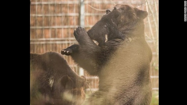 凍結保存していた子グマの死骸を解凍し、剥製にするため専門家に引き渡したと発表した。理由については「自然は残酷でもある」という現実を子どもたちに学んでもらうためと説明している