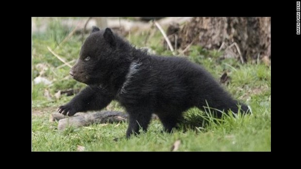 スイスの動物園が殺処分した子グマを剥製にして展示すると発表